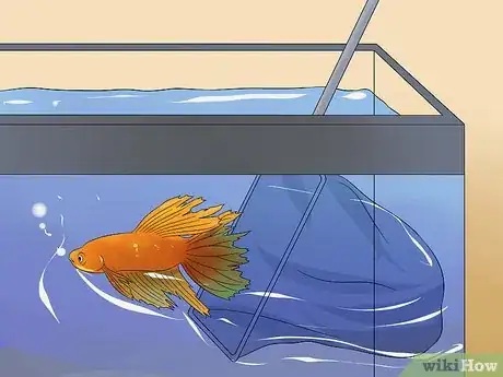 Imagen titulada Cure Betta Fish Diseases Step 9