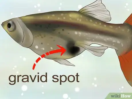 Imagen titulada Find Out if Your Guppy Is Pregnant Step 2