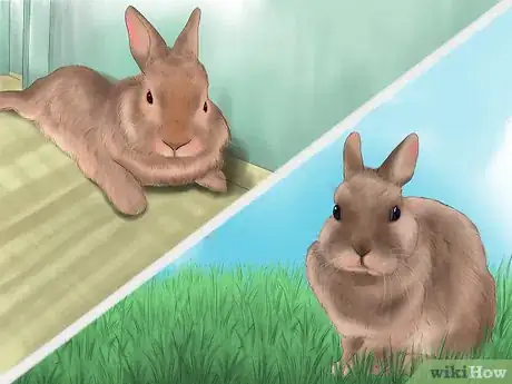 Imagen titulada Raise a Healthy Bunny Step 7