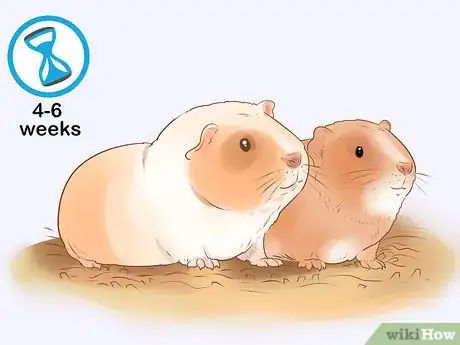 Imagen titulada Neuter Your Guinea Pig Step 8