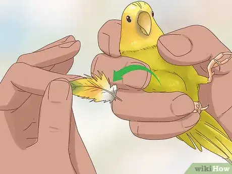 Imagen titulada Know if a Canary Is Male or Female Step 3