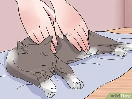 Imagen titulada Perform CPR on a Cat Step 2