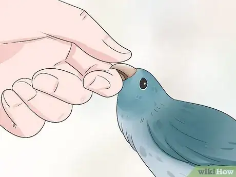 Imagen titulada Know if a Parrotlet Is Right for You Step 4