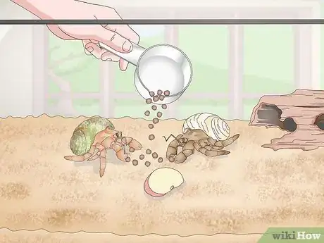 Imagen titulada Make Your Hermit Crab Live for a Long Time Step 8