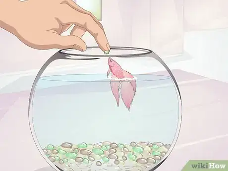 Imagen titulada Teach Your Betta to Jump Step 8