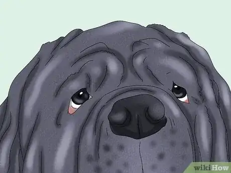 Imagen titulada Identify a Neapolitan Mastiff Step 4