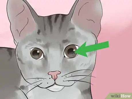 Imagen titulada Tell if Your Cat Is Blind Step 6