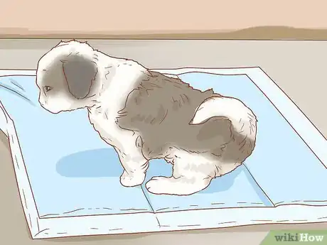 Imagen titulada Care for a Shih Tzu Puppy Step 9