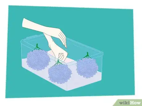 Imagen titulada Dry Hydrangeas Step 5