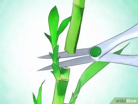 Imagen titulada Grow Lucky Bamboo Step 12