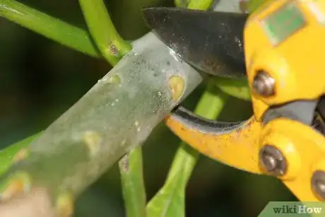 Imagen titulada Take cuttings in late spring and through summer Step 1