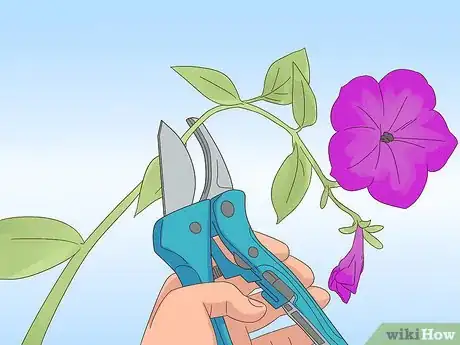 Imagen titulada Prune Petunias Step 5