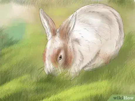 Imagen titulada Prevent Dental Problems in Rabbits Step 6