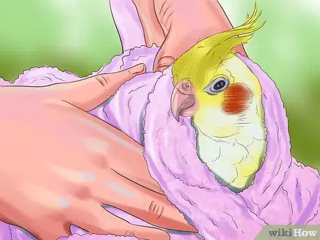 Imagen titulada Groom a Cockatiel Step 12