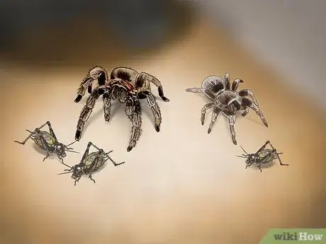 Imagen titulada Care for a Tarantula Step 11