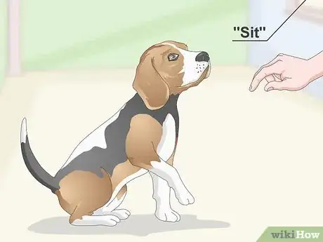 Imagen titulada Train Your Beagle Step 13