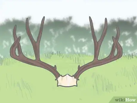 Imagen titulada Clean Deer Antlers Step 5