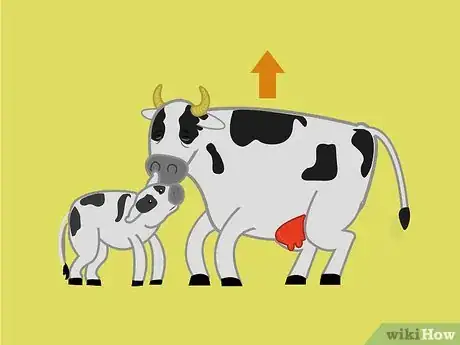 Imagen titulada Get a Cow With Nerve Damage to Her Hind Legs from a Long Birth or Hard Pull to Stand Up Step 6