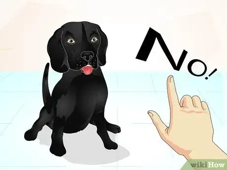 Imagen titulada Train a Naughty Labrador Step 4