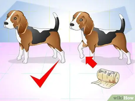 Imagen titulada Treat Dog Splinters Step 6