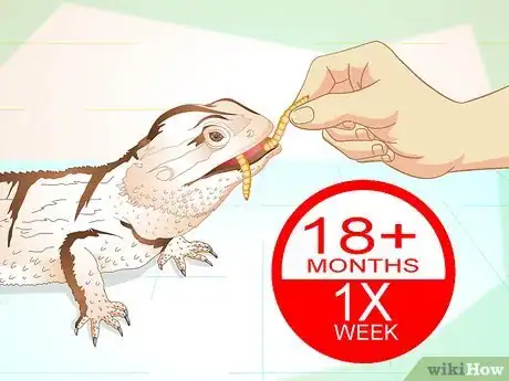 Imagen titulada Feed Mealworms to a Bearded Dragon Step 9