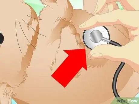 Imagen titulada Determine if Your Rabbit Is Sick Step 3