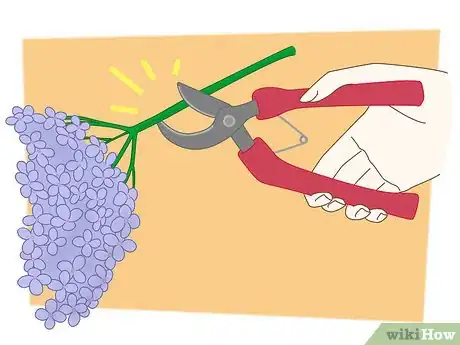 Imagen titulada Dry Hydrangeas Step 2