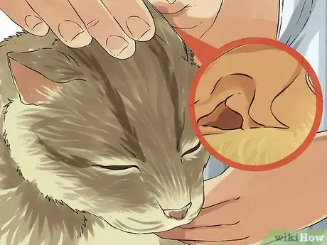 Imagen titulada Clean Your Cat's Ears Step 1