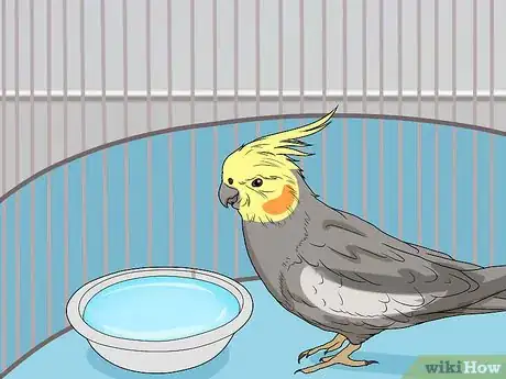 Imagen titulada Spot Signs of Illness in a Cockatiel Step 6