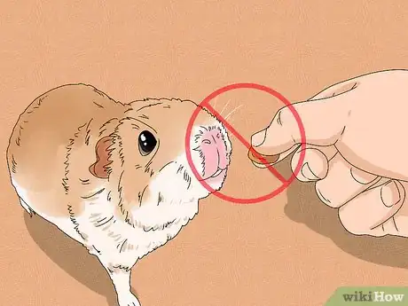 Imagen titulada Treat Diarrhea in Guinea Pigs Step 7