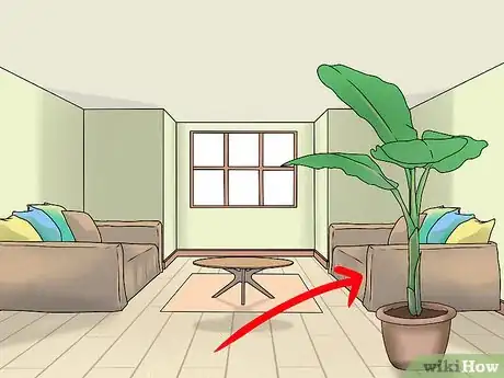 Imagen titulada Grow Banana Trees in Containers Step 12