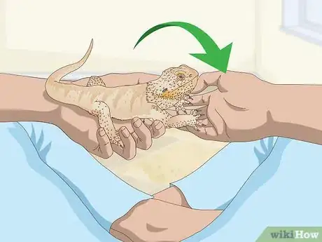 Imagen titulada Pet a Bearded Dragon Step 5