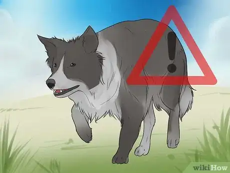 Imagen titulada Teach Your Dog to Herd Step 2