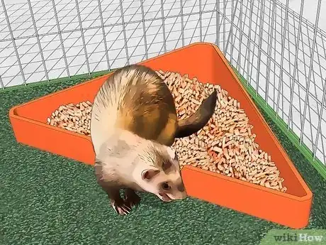 Imagen titulada Care for a Ferret Step 9