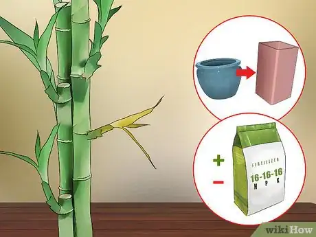 Imagen titulada Care for an Indoor Bamboo Plant Step 13