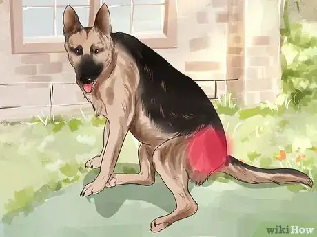 Imagen titulada Diagnose Dysplasia in German Sheperds Step 4