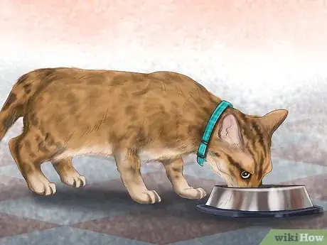 Imagen titulada Choose the Right Place to Feed Your Cat Step 1