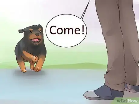 Imagen titulada Train Your Rottweiler Puppy With Simple Commands Step 13