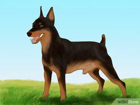 Imagen titulada Identify a Miniature Pinscher Step 6