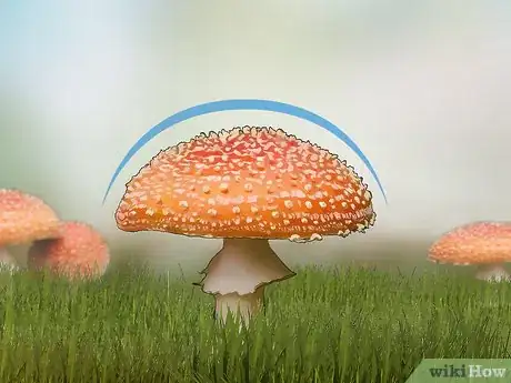 Imagen titulada Identify Poisonous Mushrooms Step 2