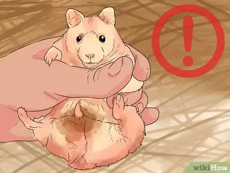 Imagen titulada Avoid Scaring Your Hamster Step 14