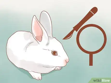 Imagen titulada Stop a Rabbit from Smelling Step 6