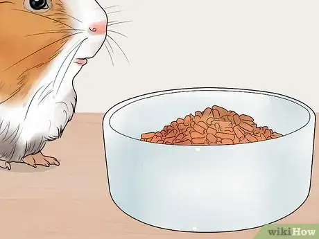 Imagen titulada Get Your Guinea Pig to Lose Weight Step 8