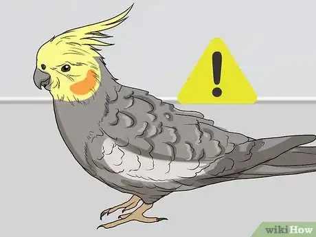 Imagen titulada Spot Signs of Illness in a Cockatiel Step 7