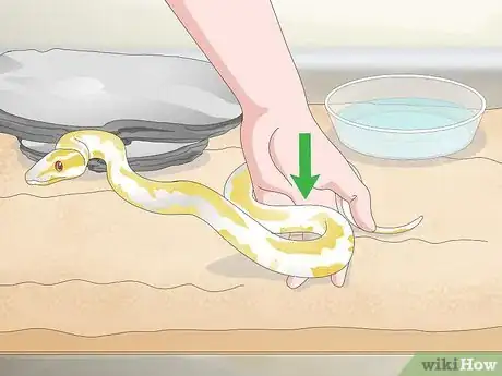 Imagen titulada Build a Relationship with Your Snake Step 7