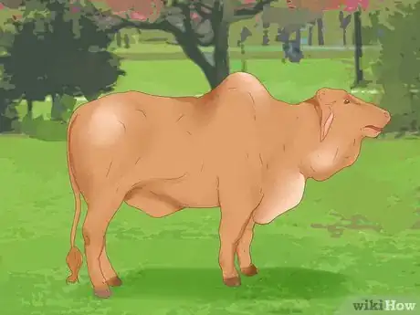 Imagen titulada Know when a Heifer or Cow Is Ready to Be Bred Step 6