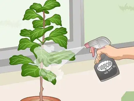 Imagen titulada Revive a Fiddle Leaf Fig Step 3