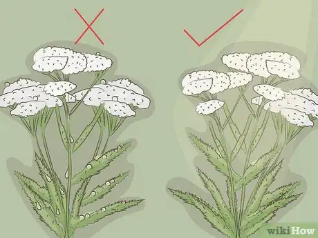 Imagen titulada Harvest Yarrow Step 4