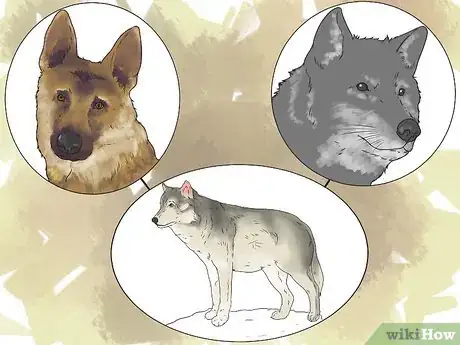 Imagen titulada Own a Pet Wolf Step 1