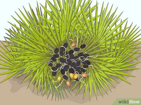 Imagen titulada Eat Saw Palmetto Berries Step 1